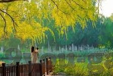 球探足球比分篮球比分-球探视角下的足球与篮球比分，数据背后的竞技艺术